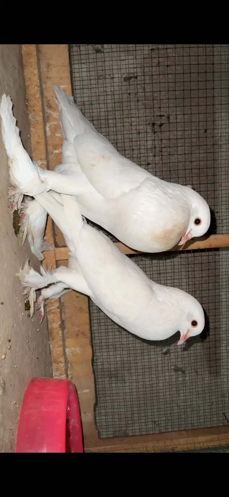 Pouter breeder pair 2egg deya ha — photo 3
