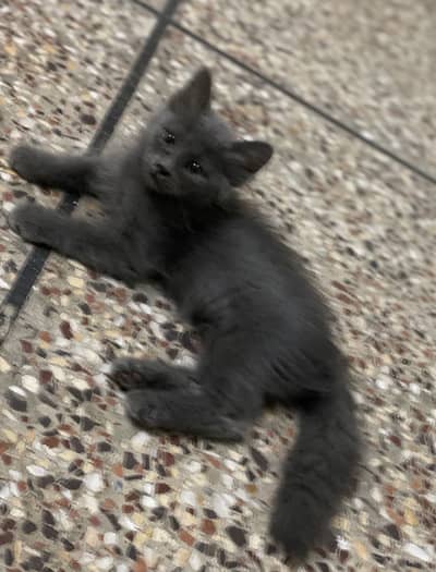British Kittens