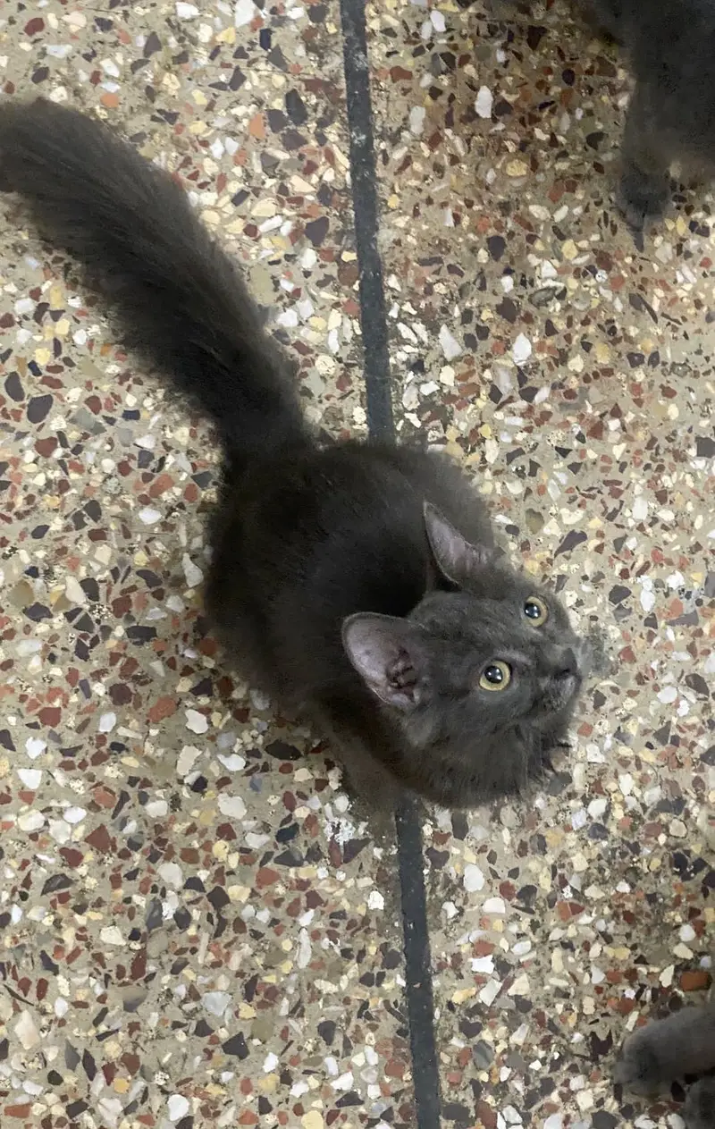 British Kittens — photo 2