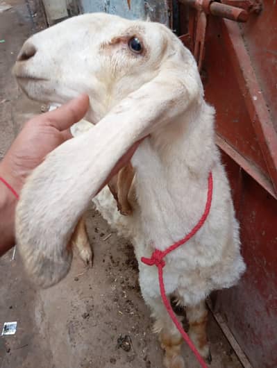 new ad 2 dumba larkana or kharee for sale