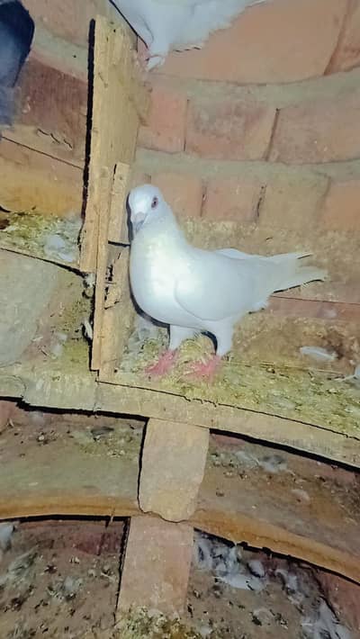 Kabouter for sale 16 pice hen 5000 k