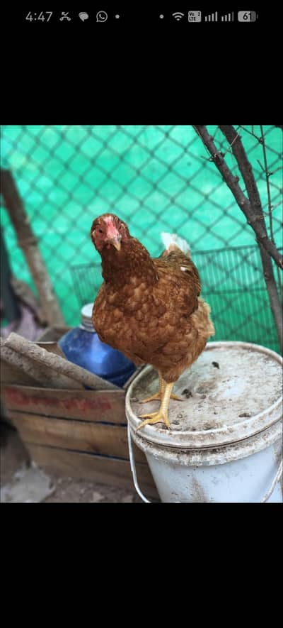 Desi hen and Aseel male for sale with huge cage