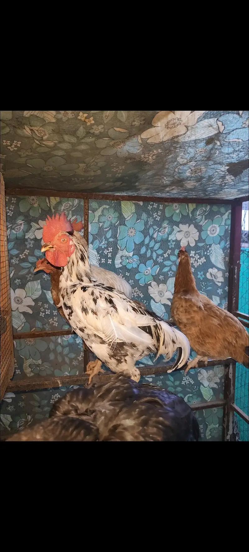 Desi hen and Aseel male for sale with huge cage — photo 2