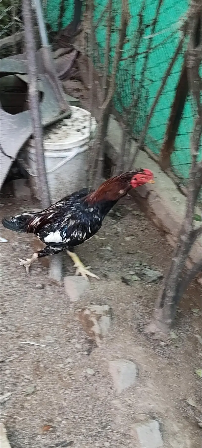 Desi hen and Aseel male for sale with huge cage — photo 3
