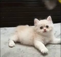Persian kitten /punch face /triple coat /female male  cat