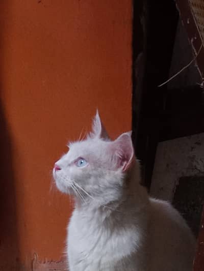 White Persian Female Cat