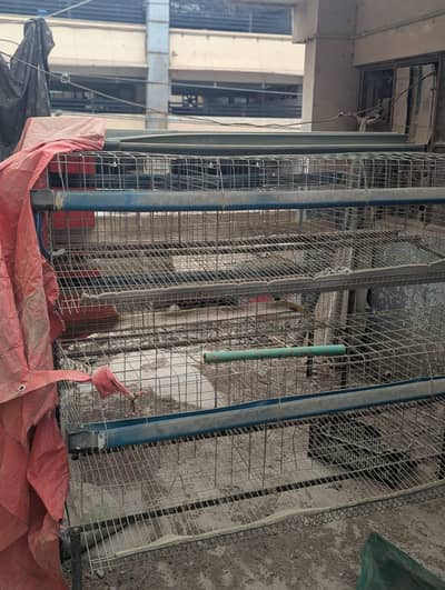 Poultry/Layer Cages for Sale – Multi-Tier