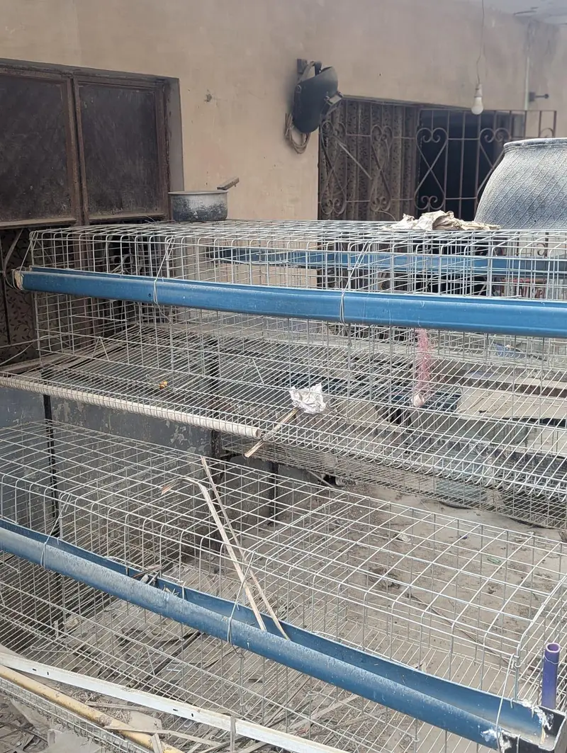 Poultry/Layer Cages for Sale – Multi-Tier — photo 2