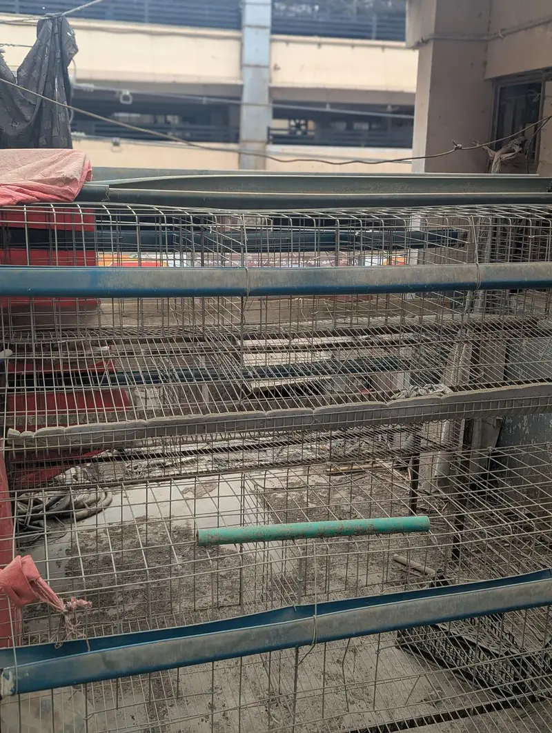 Poultry/Layer Cages for Sale – Multi-Tier — photo 3
