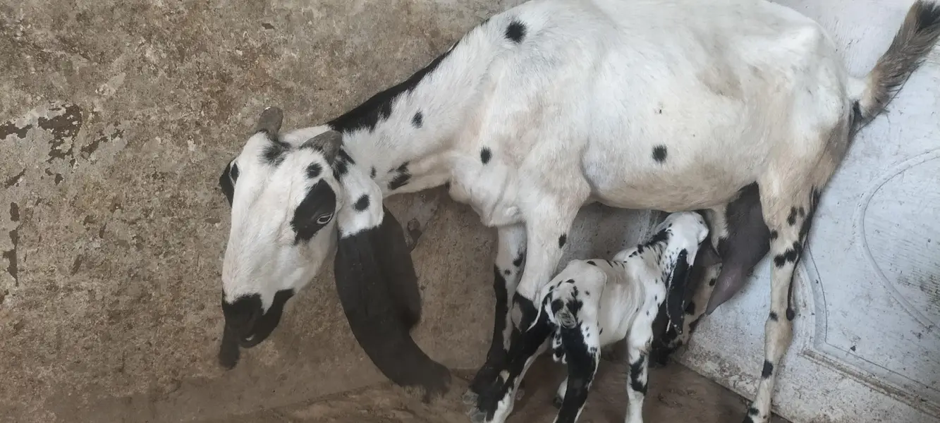 Beetal Bakri with Male Bacha — photo 3