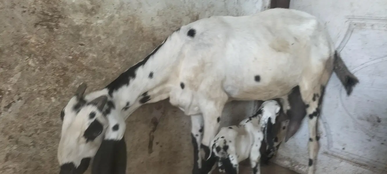 Beetal Bakri with Male Bacha — photo 4