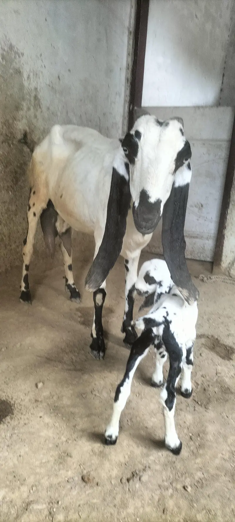 Beetal Bakri with Male Bacha — photo 5