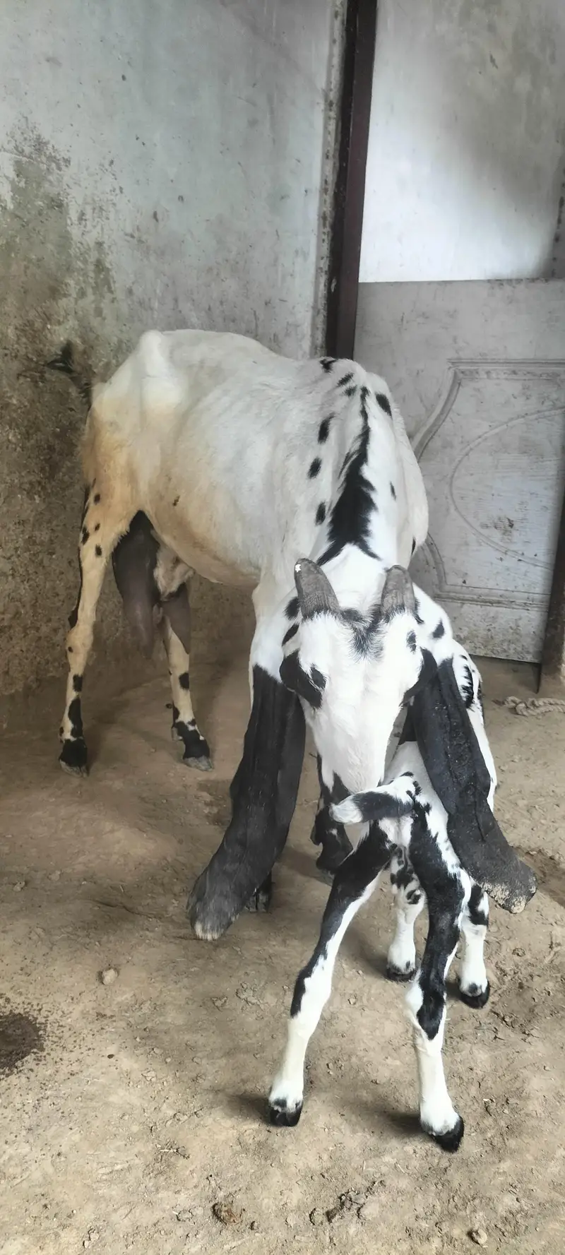 Beetal Bakri with Male Bacha — photo 6