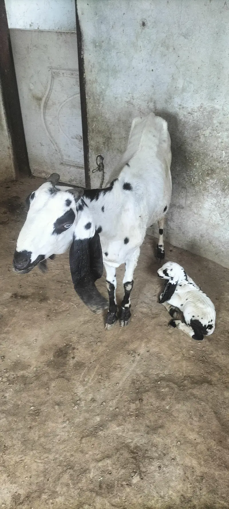 Beetal Bakri with Male Bacha — photo 7