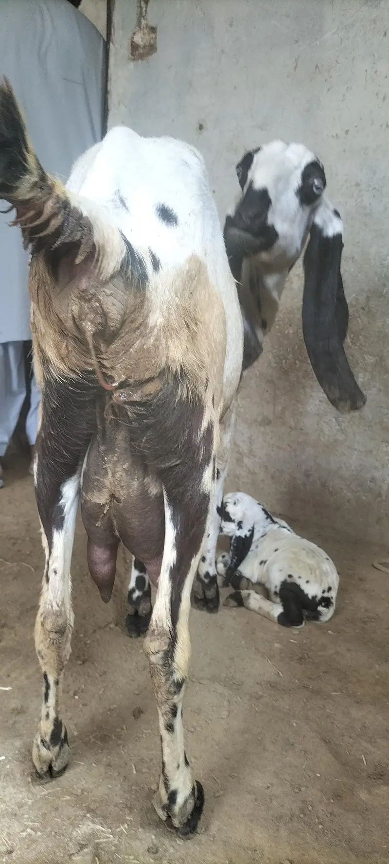 Beetal Bakri with Male Bacha — photo 8