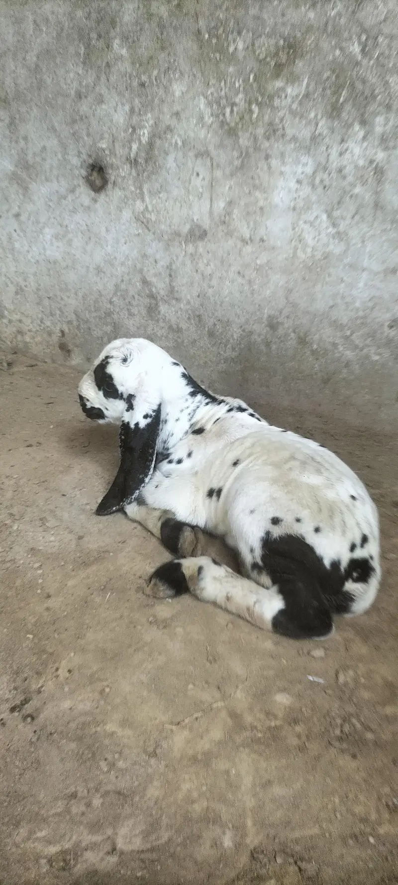 Beetal Bakri with Male Bacha — photo 9