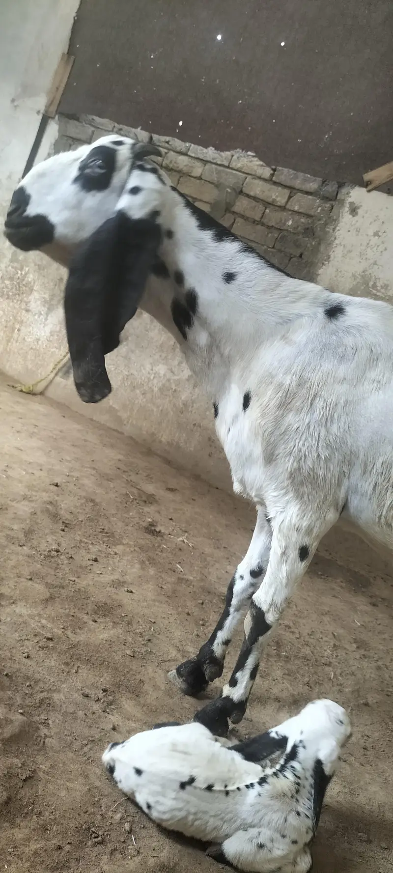 Beetal Bakri with Male Bacha — photo 10
