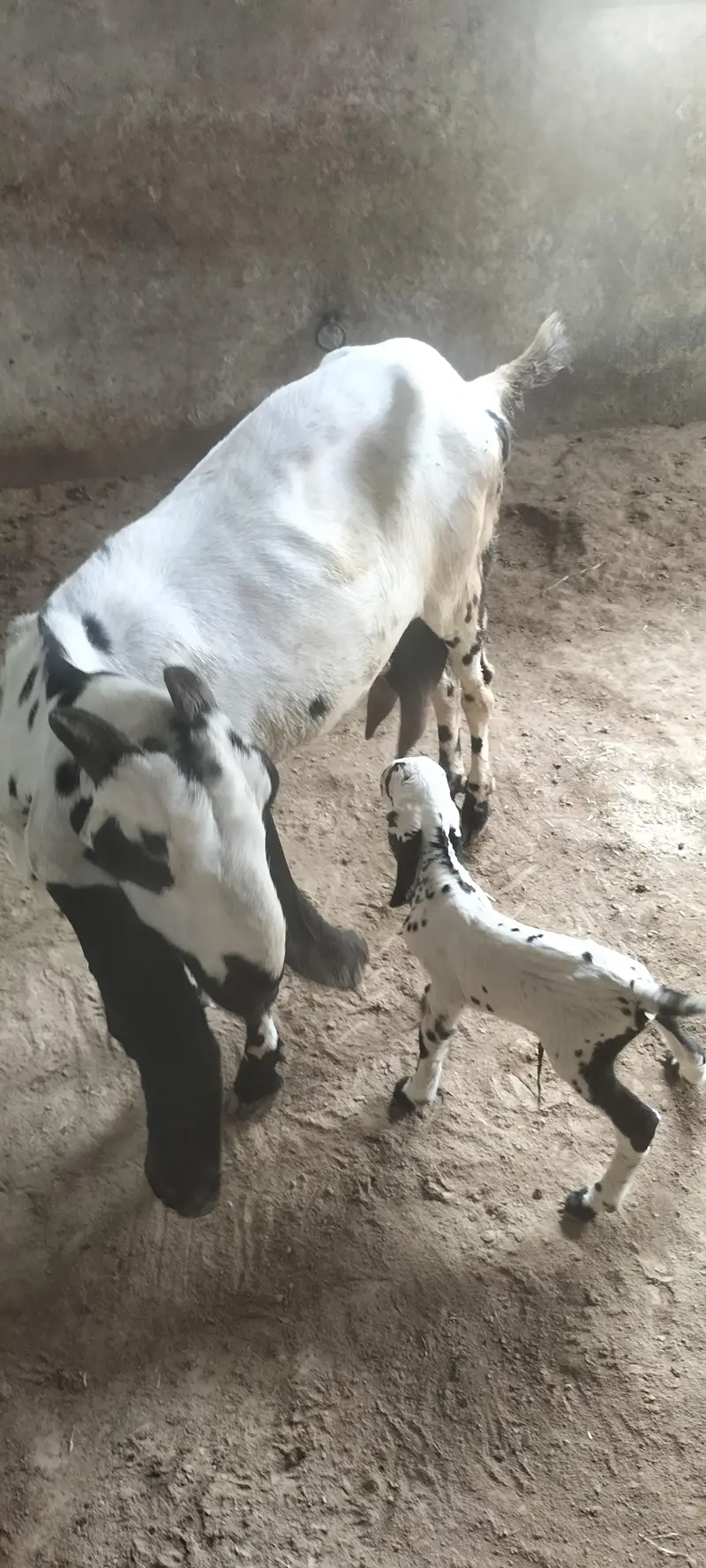 Beetal Bakri with Male Bacha — photo 11