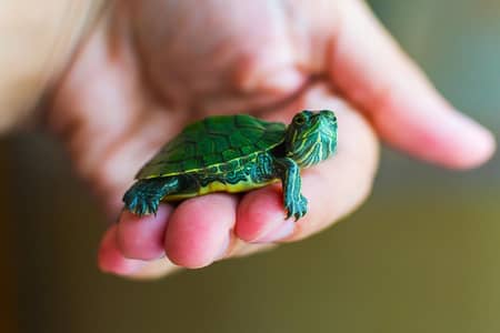 turtles healthy and active 03268301979