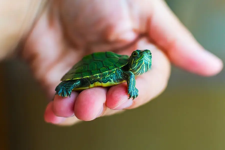 turtles healthy and active 03268301979