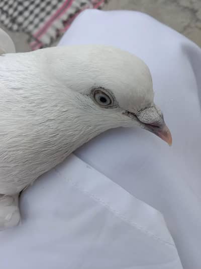 Neel dumba white eyes breeder