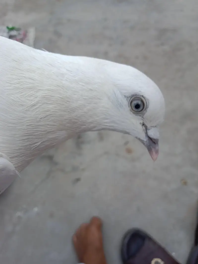Neel dumba white eyes breeder — photo 2