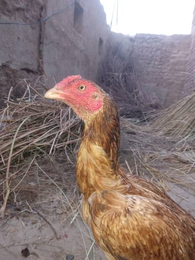 murge egging kar rahi ha . ma 64 rb bundal say hu
