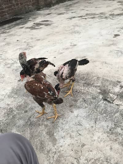Aseel chicks mainwali breed