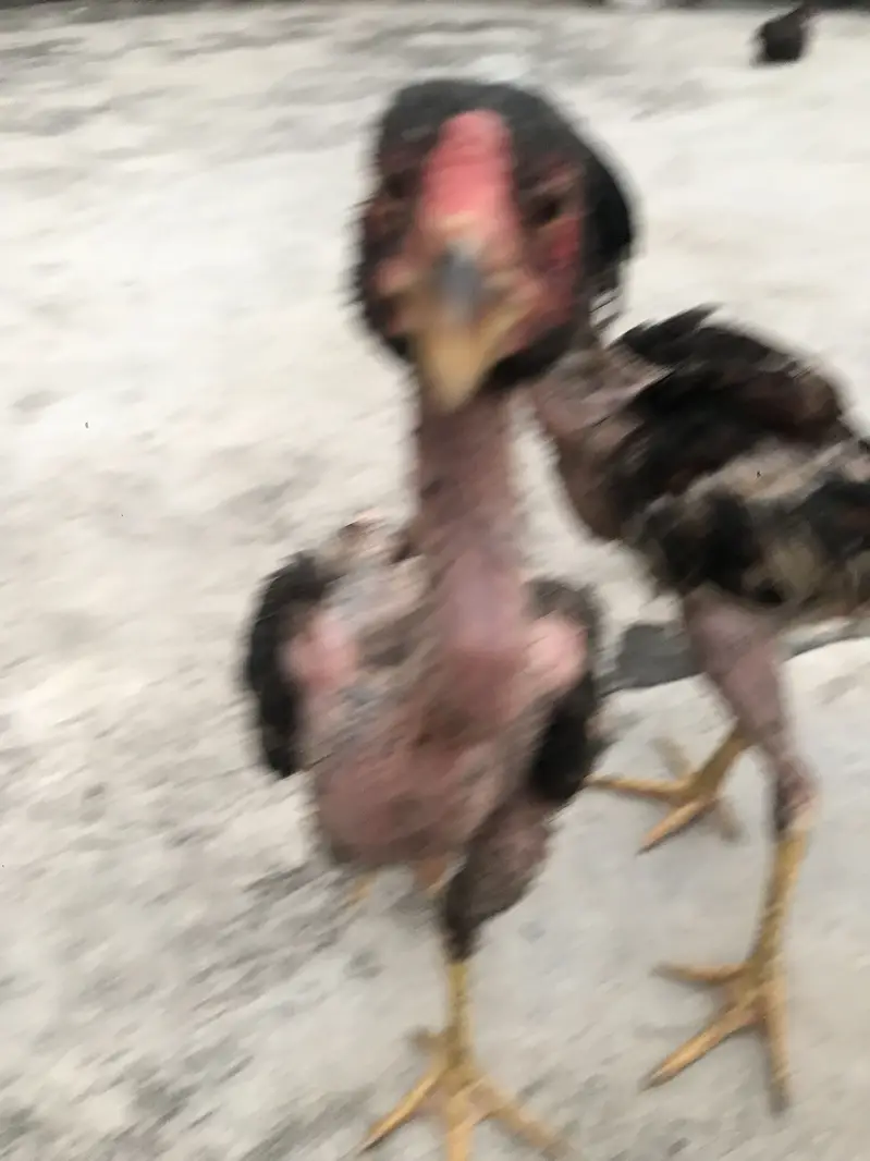 Aseel chicks mainwali breed — photo 2