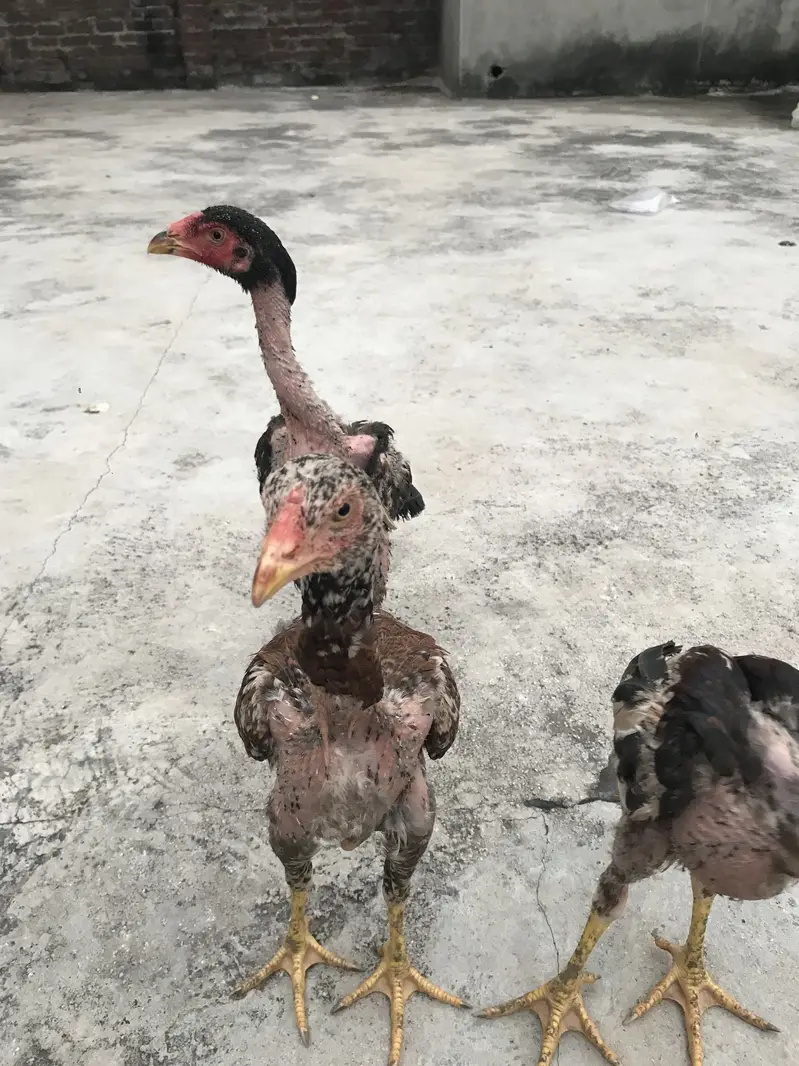 Aseel chicks mainwali breed — photo 3