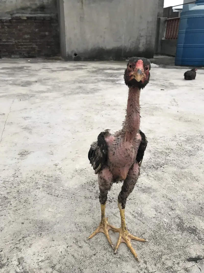 Aseel chicks mainwali breed — photo 4