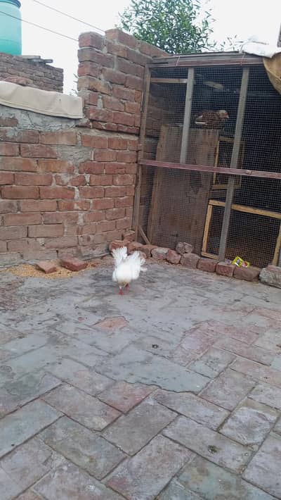Lucky kabootar