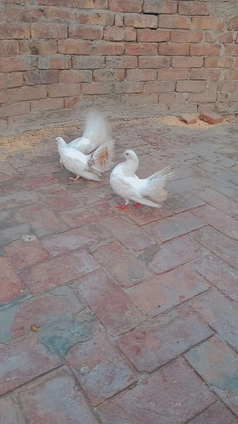 Lucky kabootar — photo 2