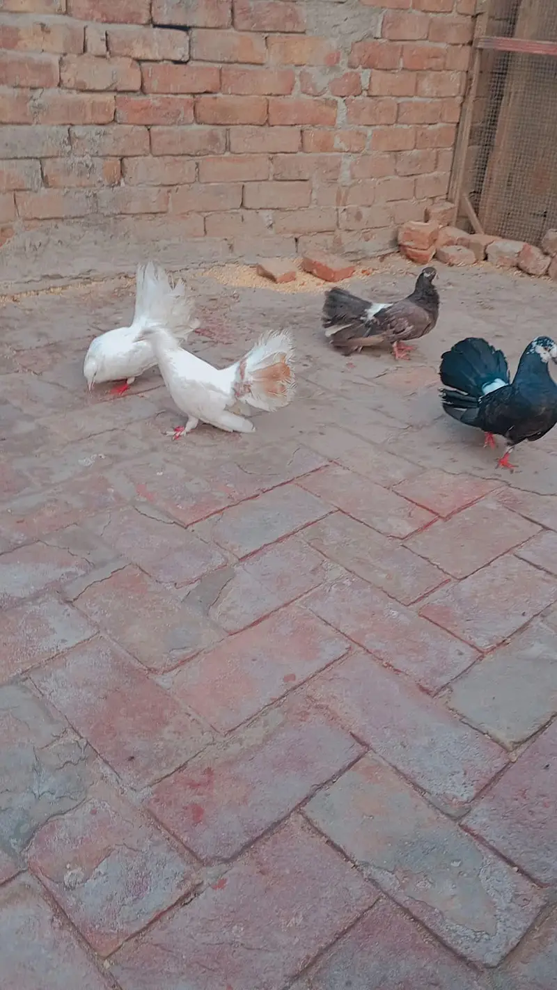 Lucky kabootar — photo 3