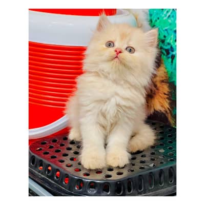 parshion kitten cat male and female British