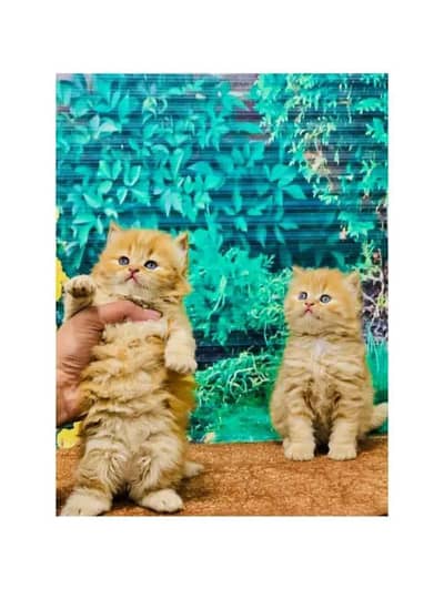 parshion kitten cat male and female British
