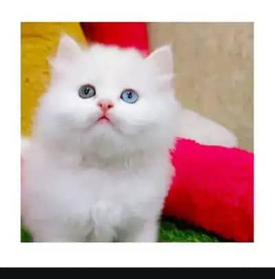 cash on delivery availableparshion kitten cat male and female British
