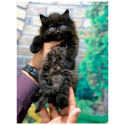 cash on delivery availableparshion kitten cat male and female British