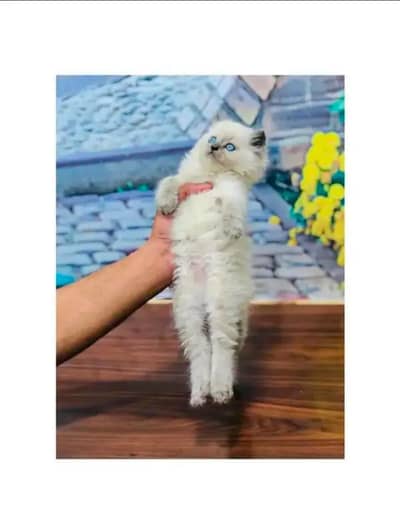 cash on delivery available parshion kitten cat male and female British
