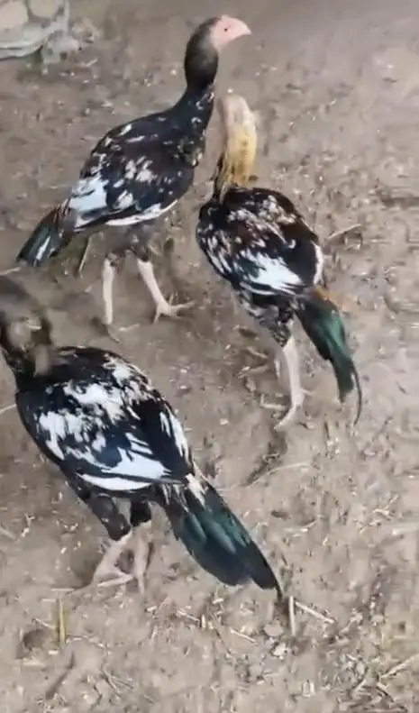 4 aseel murgay avabile hain jis bhai ko chahie rabta karay 4000 per pi — photo 3