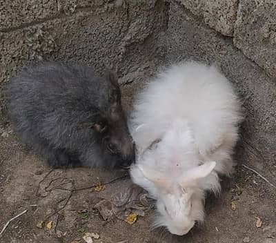 English angora breeder pair