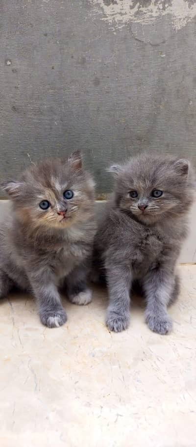 cute Persian Siberian kittens both female and active litter. train