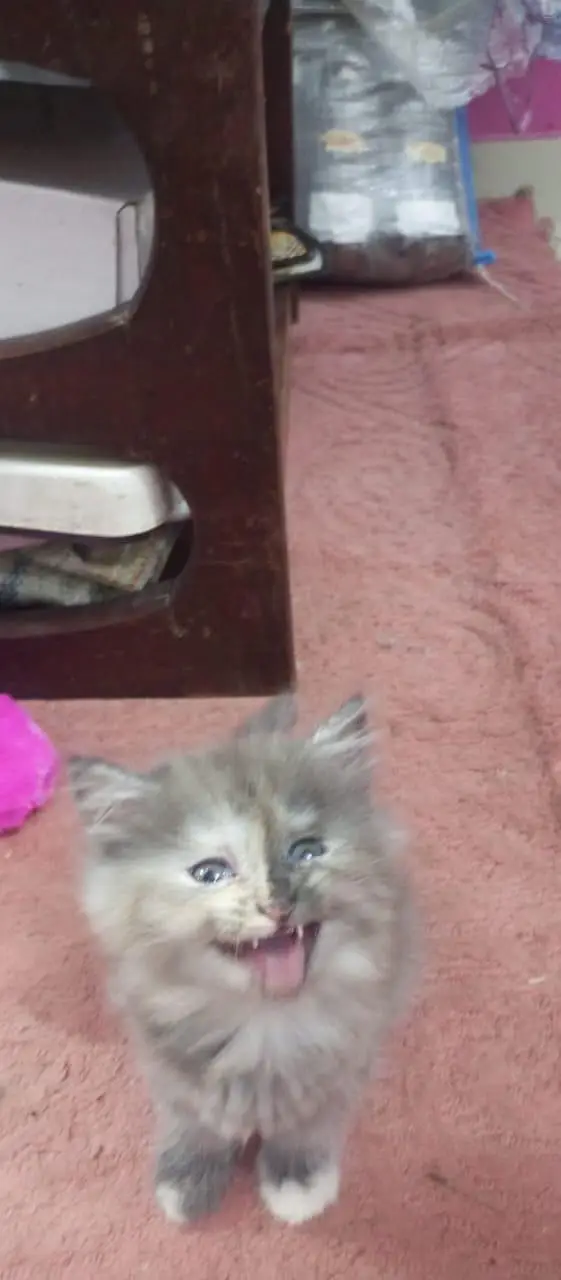 cute Persian Siberian kittens both female and active litter. train — photo 2