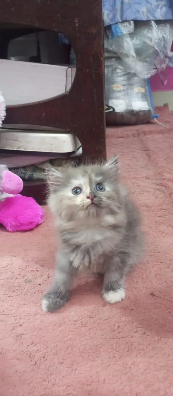 cute Persian Siberian kittens both female and active litter. train — photo 3