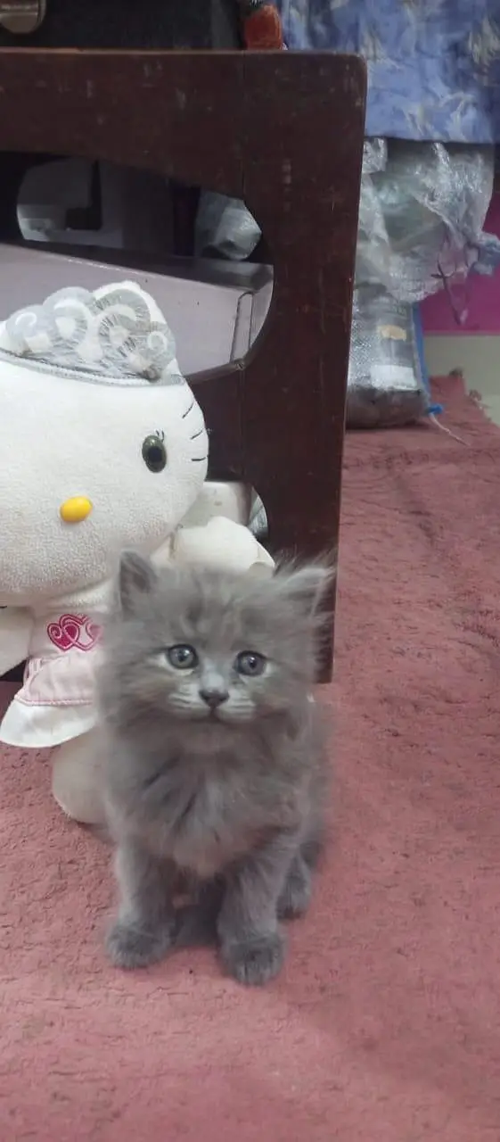 cute Persian Siberian kittens both female and active litter. train — photo 4