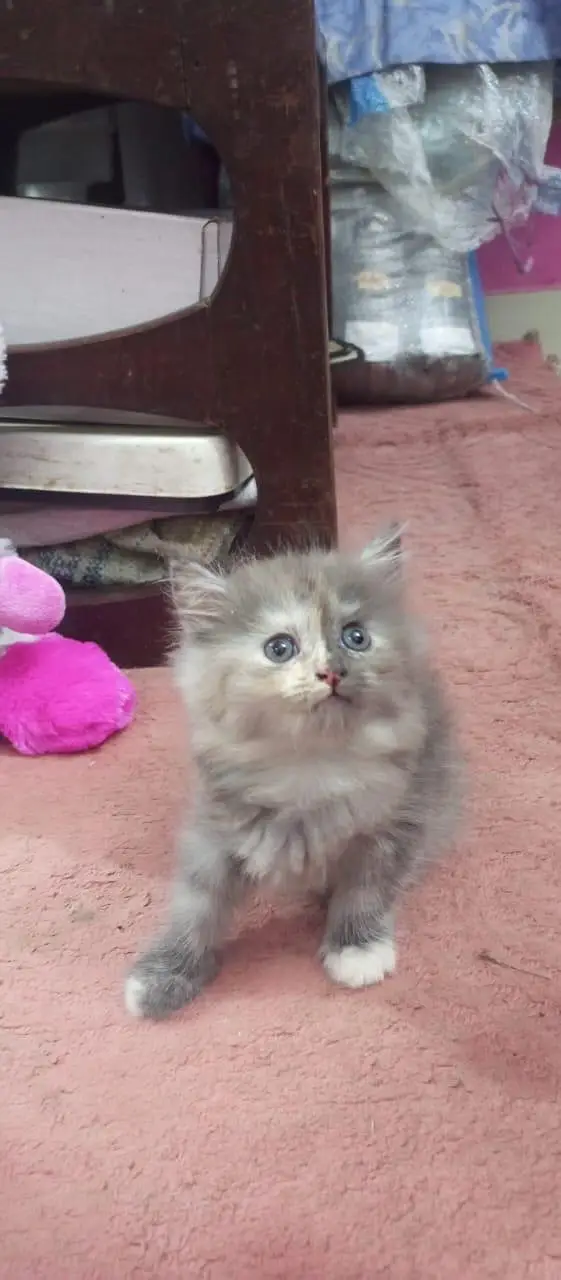 cute Persian Siberian kittens both female and active litter. train — photo 5