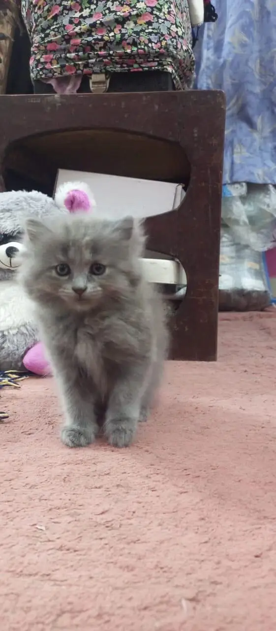 cute Persian Siberian kittens both female and active litter. train — photo 6