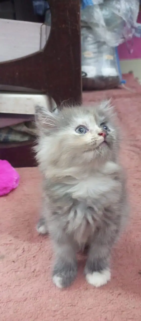 cute Persian Siberian kittens both female and active litter. train — photo 7