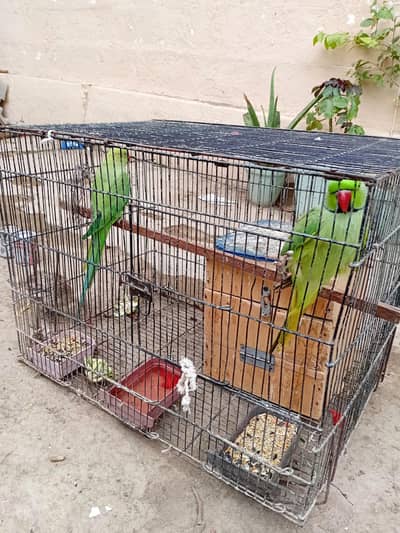 Ringneck Female For Sale