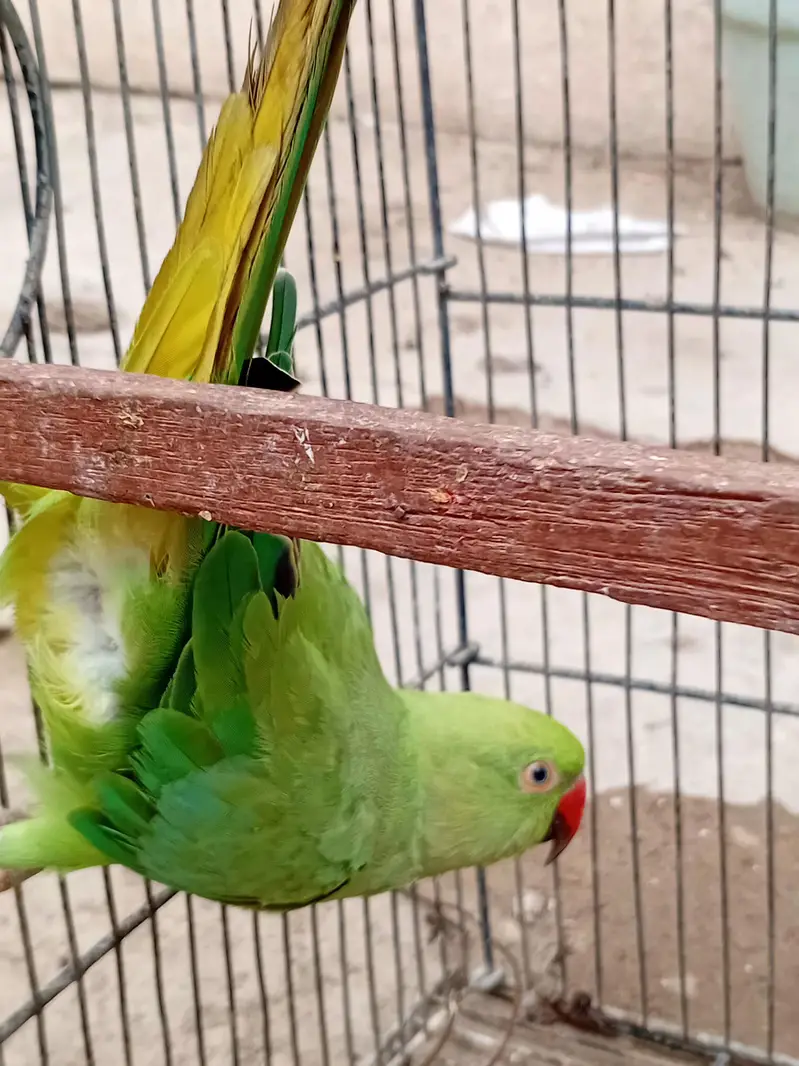 Ringneck Female For Sale — photo 2